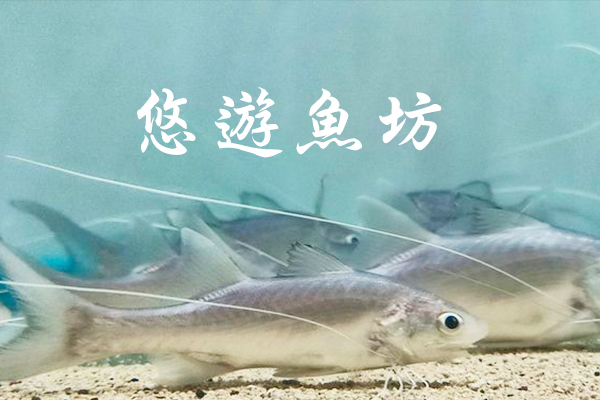 優游魚坊2