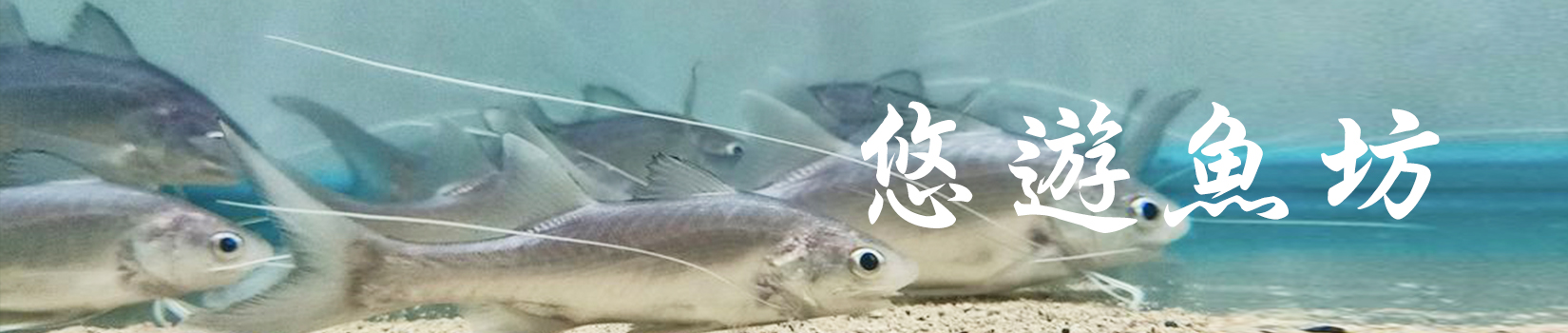 悠遊魚坊