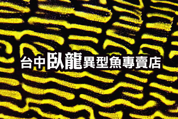 臥龍2