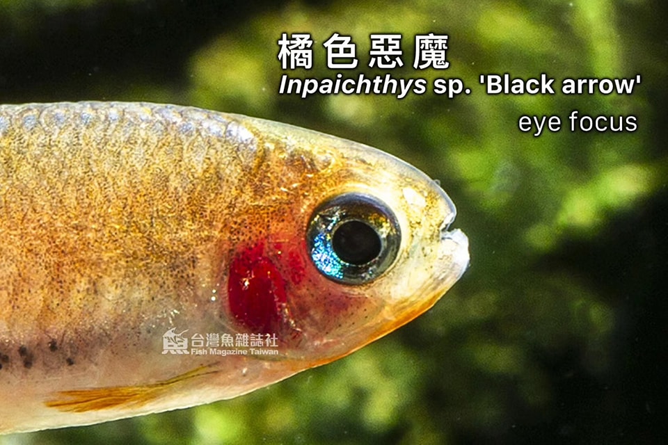 橘色惡魔