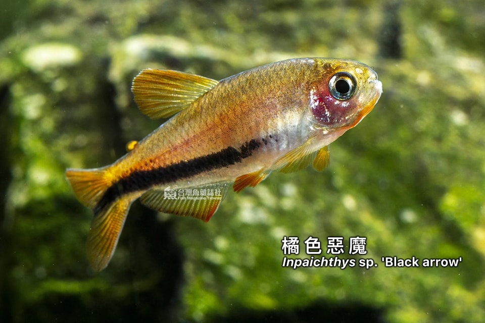 橘色惡魔