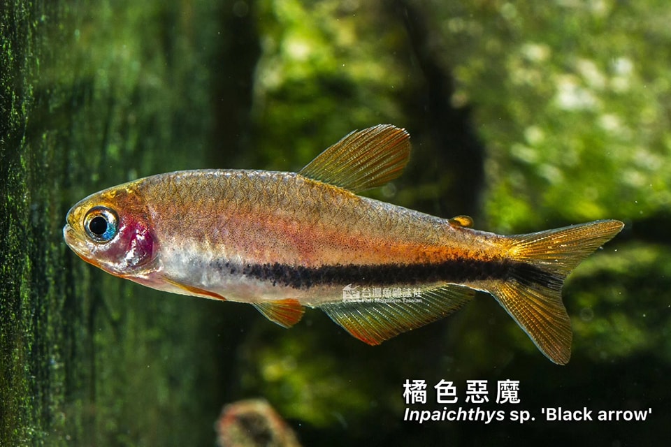 橘色惡魔