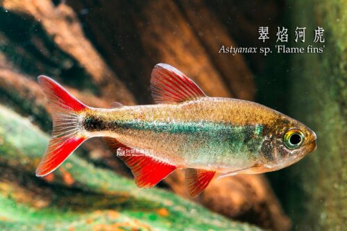 翠焰河虎