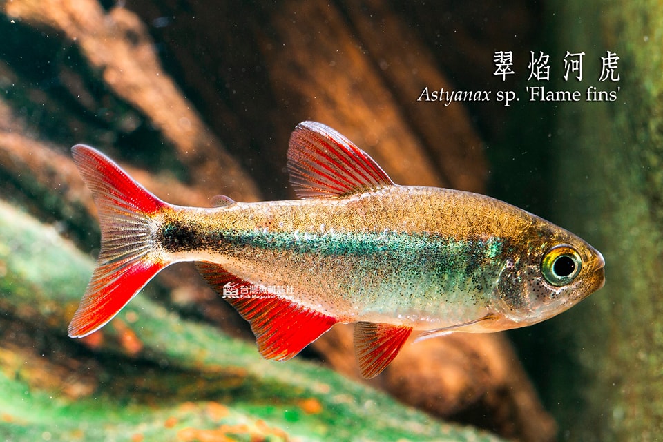 翠焰河虎