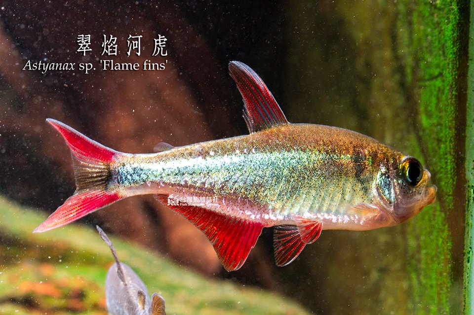 翠焰河虎