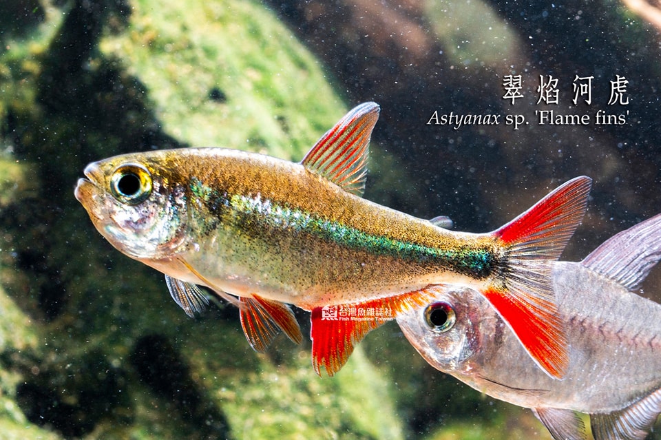 翠焰河虎
