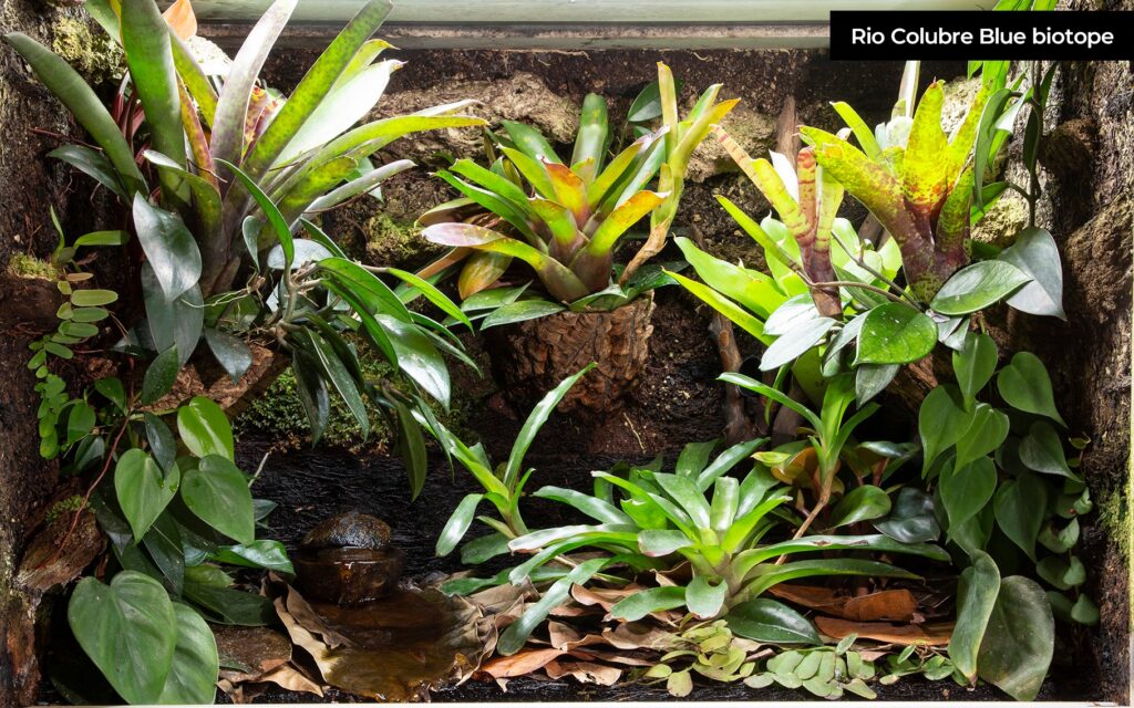 參訪Terrarium及Paludarium的玩家 Part I