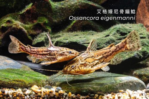 艾格嫚尼骨錨鯰