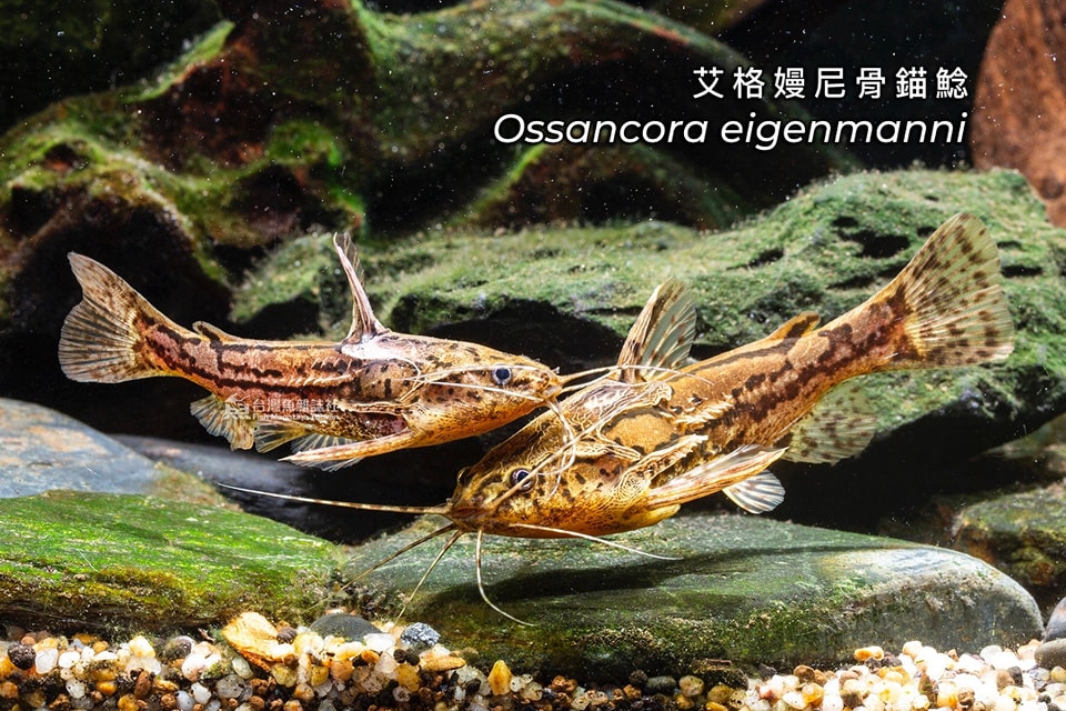 艾格嫚尼骨錨鯰