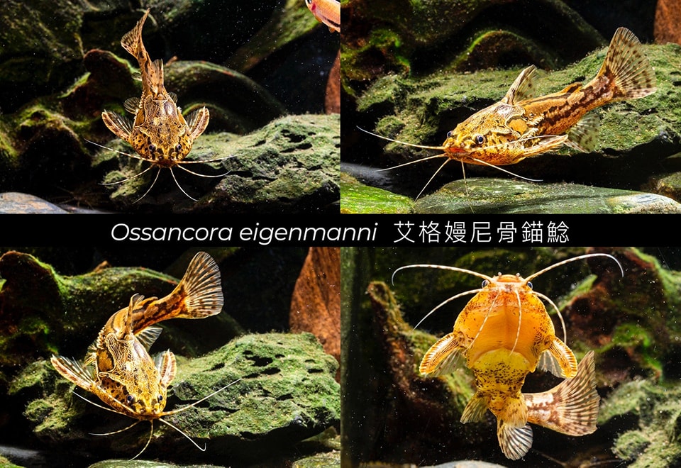 艾格嫚尼骨錨鯰