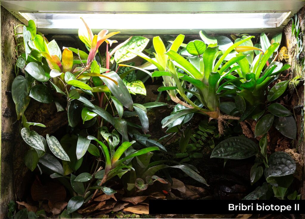參訪Terrarium及Paludarium的玩家 Part II