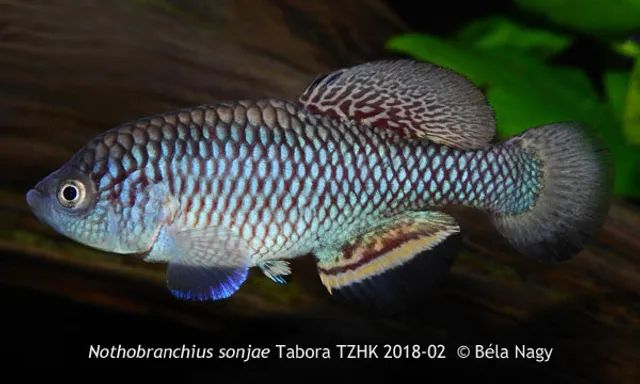 採訪鱂魚(killifish)達人