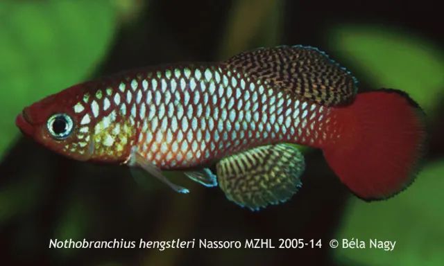 採訪鱂魚(killifish)達人