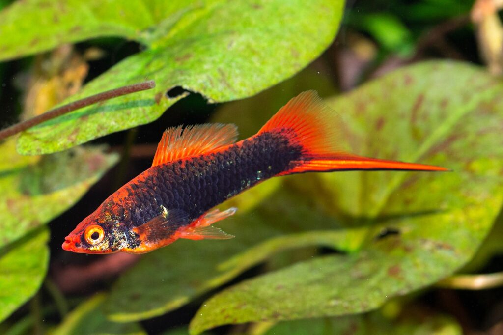 採訪鱂魚(killifish)達人