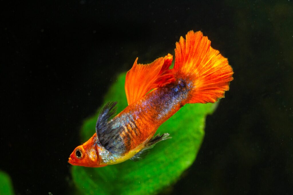 採訪鱂魚(killifish)達人