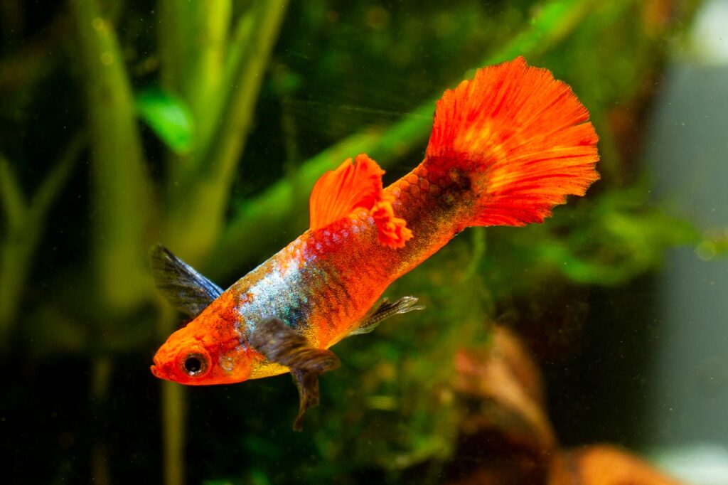 採訪鱂魚(killifish)達人