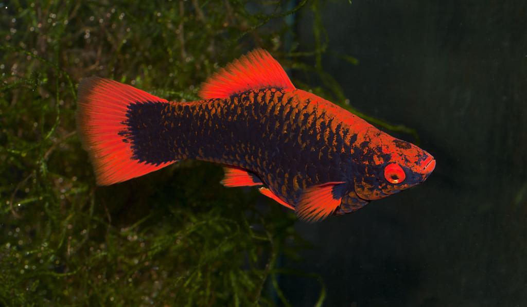 採訪鱂魚(killifish)達人