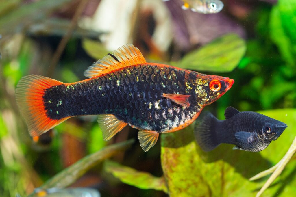 採訪鱂魚(killifish)達人