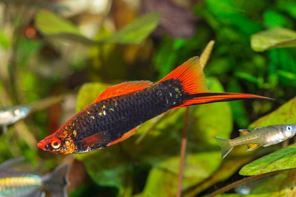 採訪鱂魚(killifish)達人
