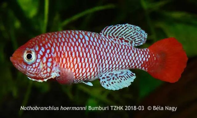 採訪鱂魚(killifish)達人