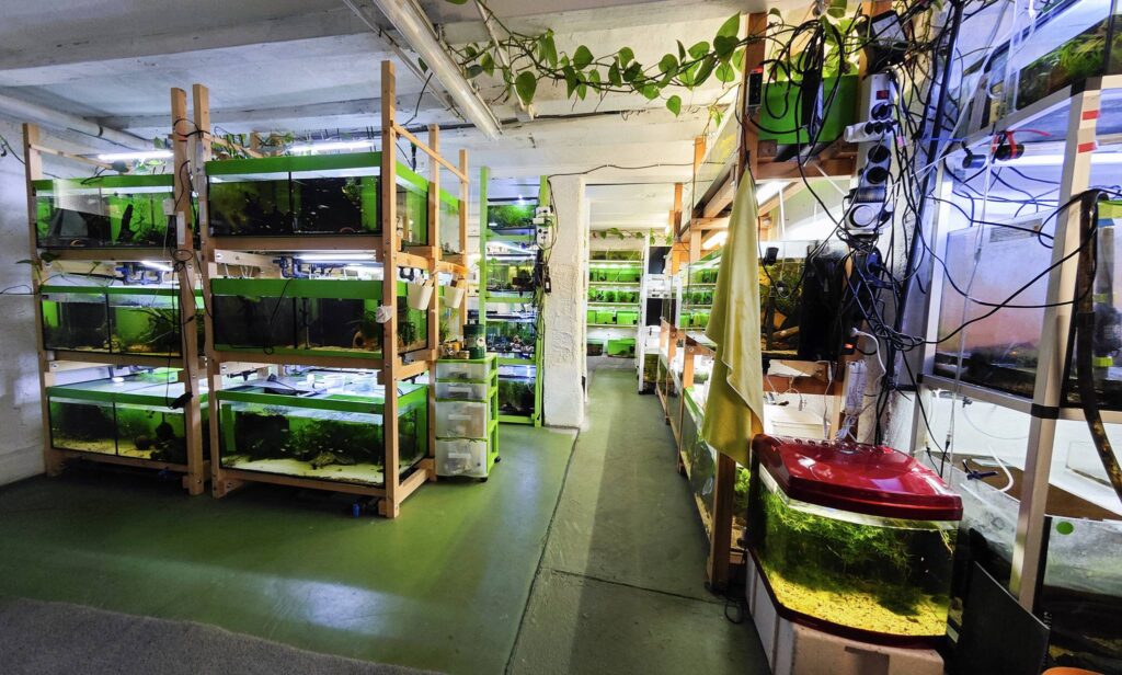 探訪Bonsai-Garnelen/ Switzerland