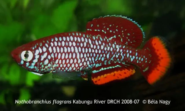採訪鱂魚(killifish)達人