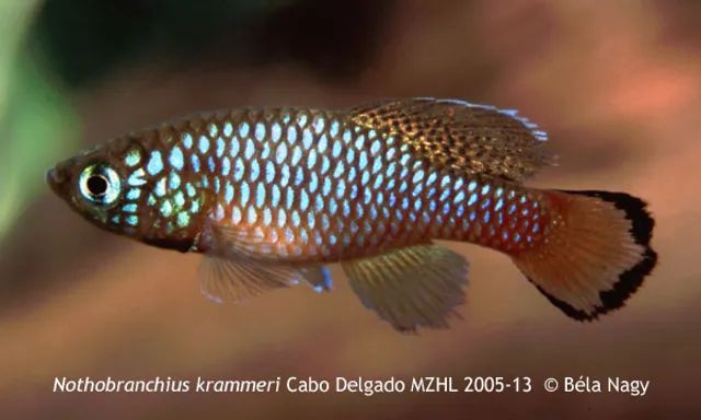 採訪鱂魚(killifish)達人