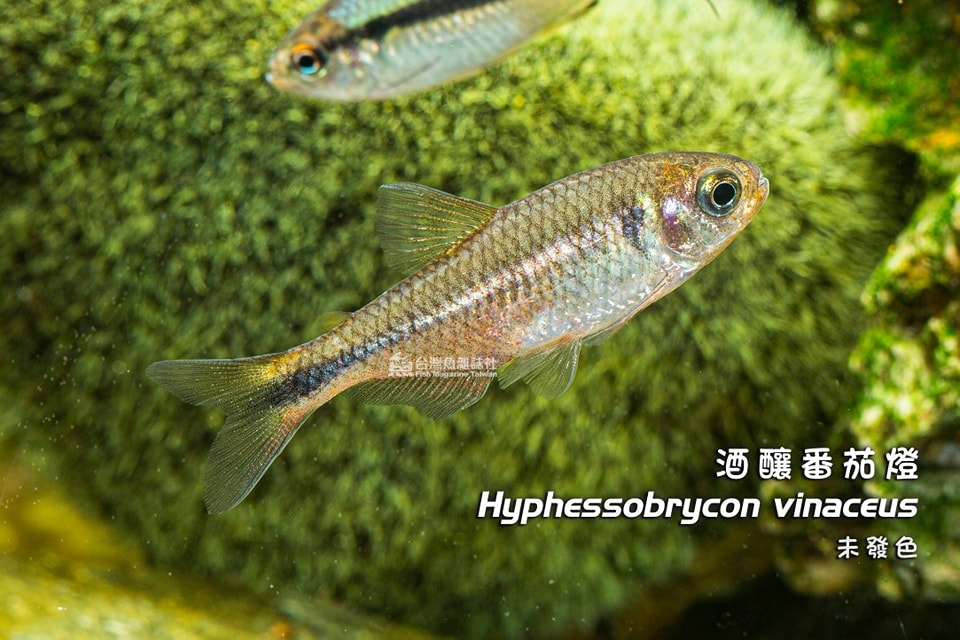 酒釀番茄燈