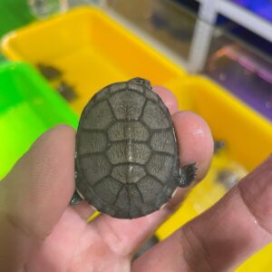 西非側頸龜