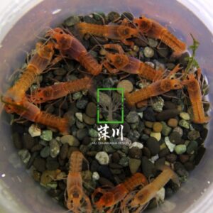 火山破壞者螯蝦