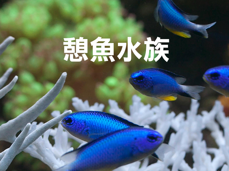 憩魚-主圖