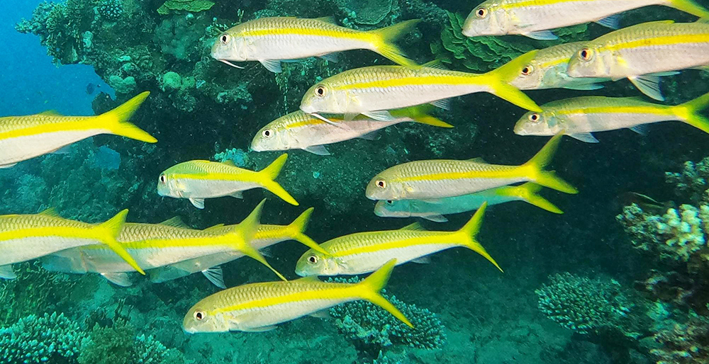 成崧水族工作室