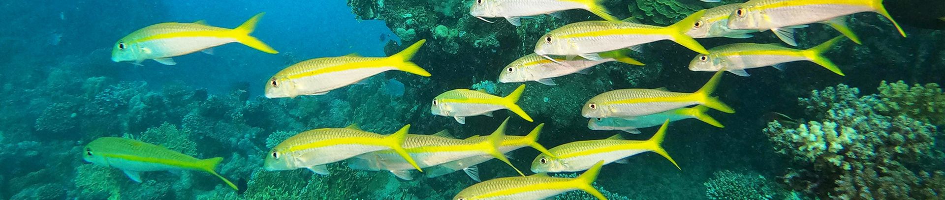 成崧水族工作室
