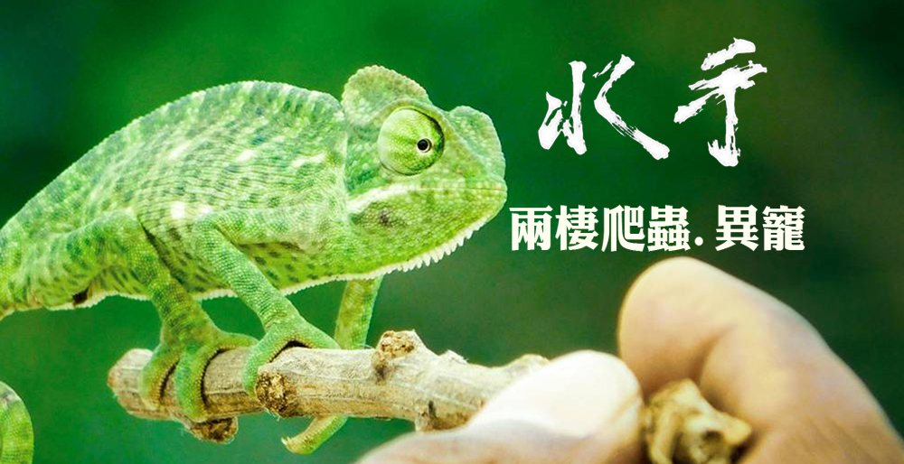 水手-手機版