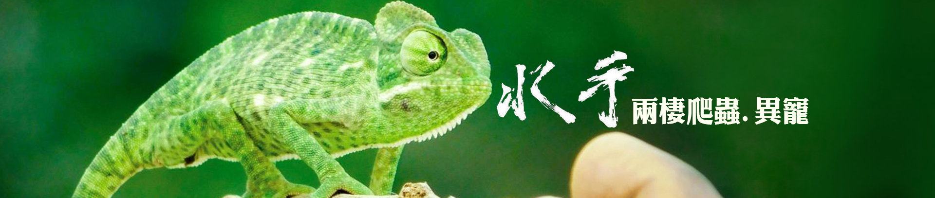 水手兩棲爬蟲.異寵