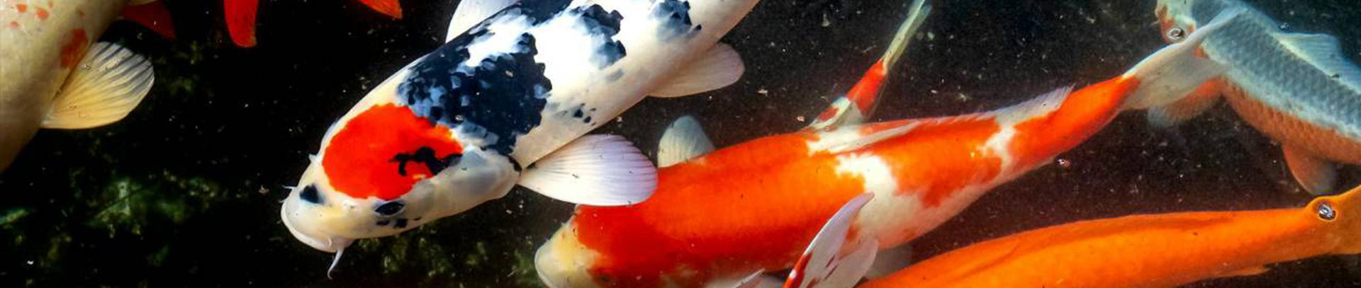 洋安水族商行