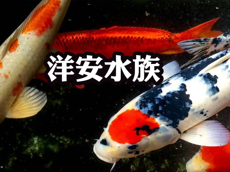 洋安水族-主圖版