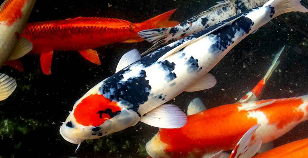 洋安水族商行