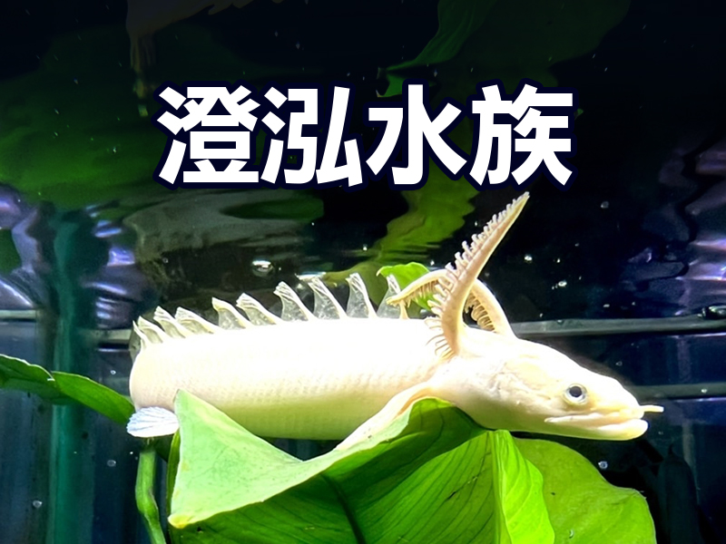 澄泓-主圖版
