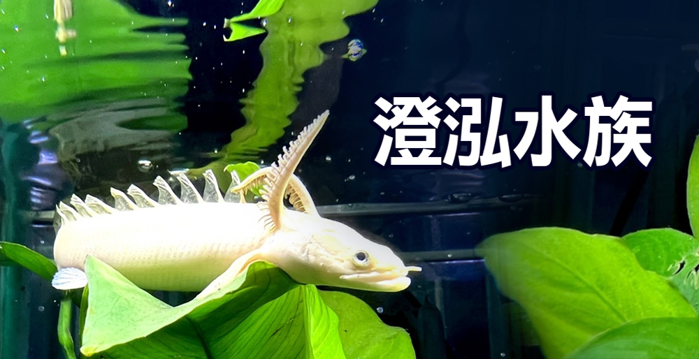 澄泓水族