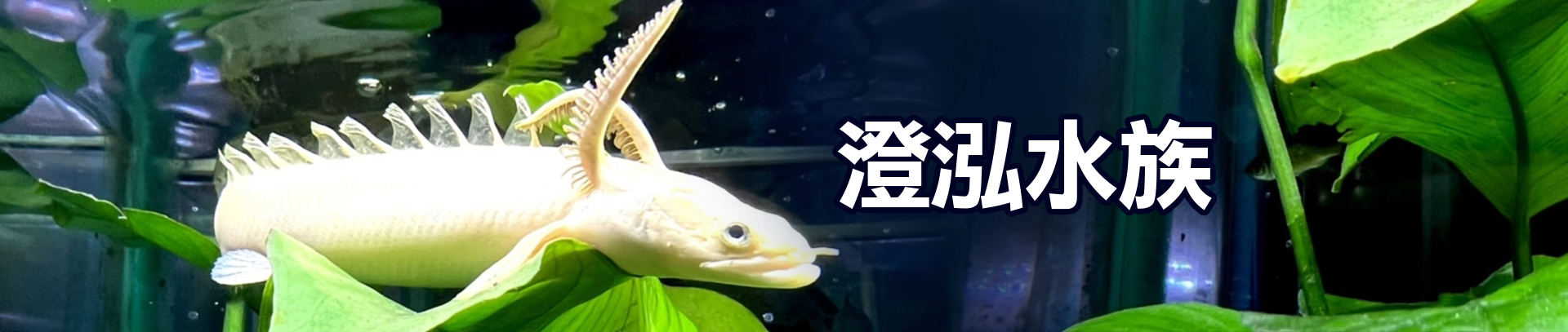 澄泓水族