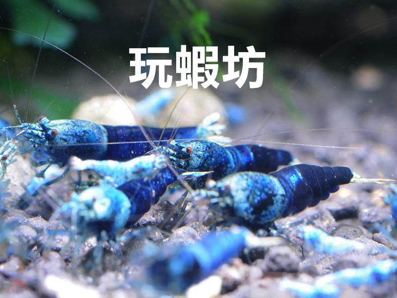 玩蝦坊-主圖版