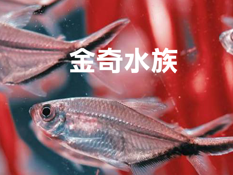 金奇-主圖版
