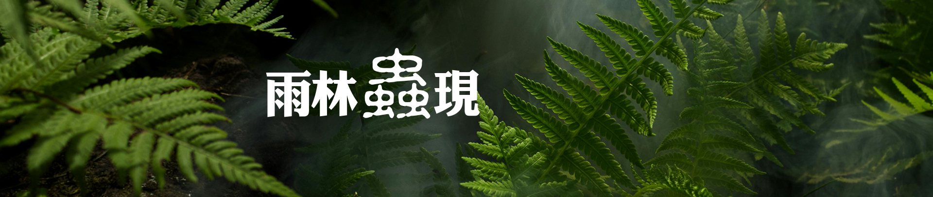 雨林蟲現生態工作室