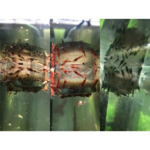 玩蝦坊(Fun Shrimp)水晶蝦 水族週邊 玩蝦坊壓克力精品 白鐵網專用架