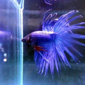 展示級鬥魚-冠尾