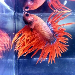 展示級鬥魚-冠尾