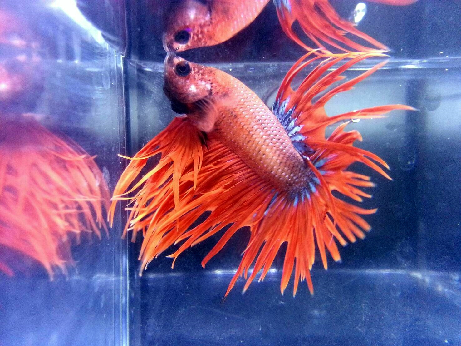 0SEBQz1O5JZ 展示級鬥魚-冠尾