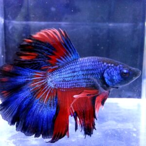 展示級鬥魚-半月