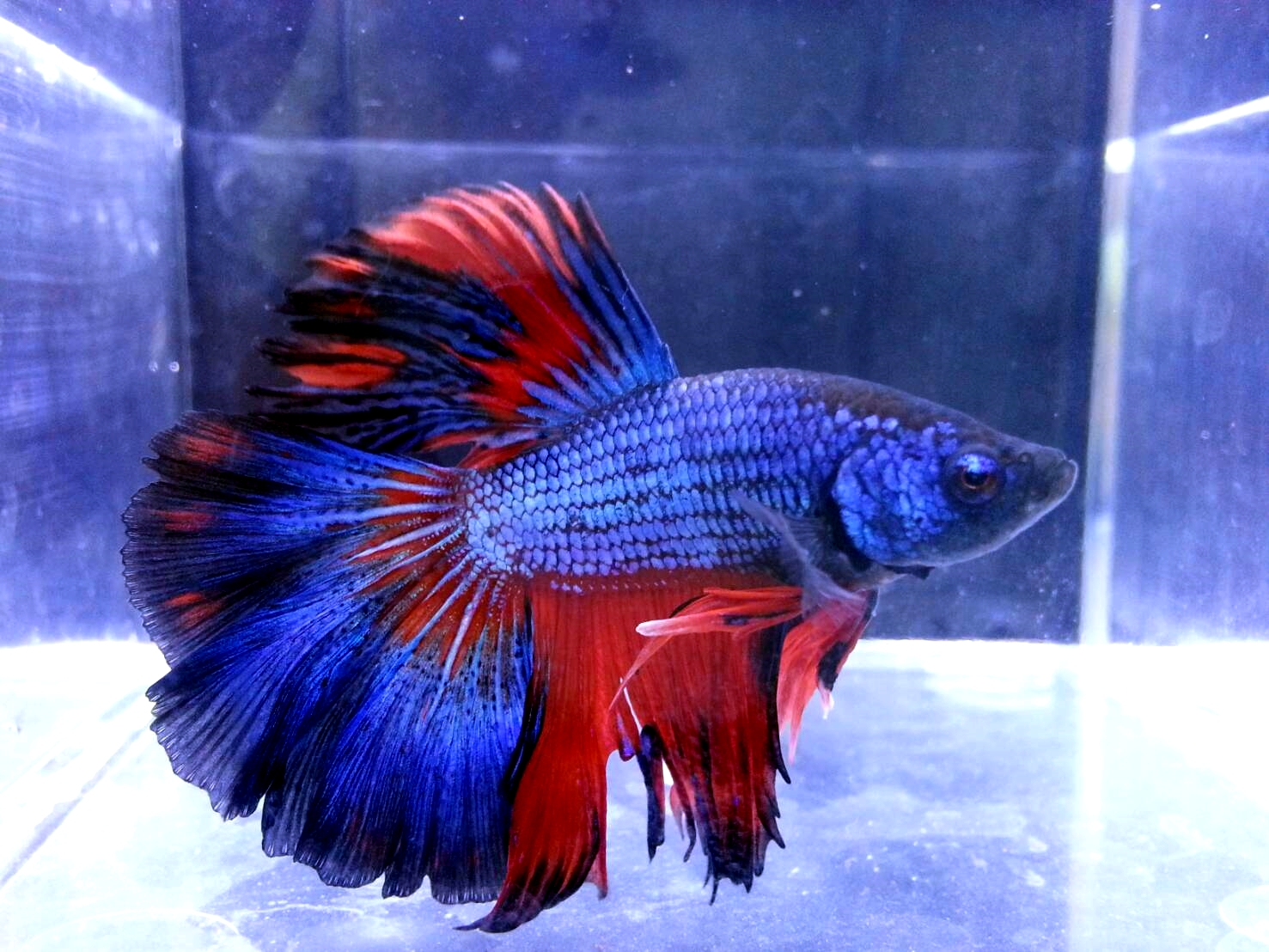 0V-Ach2O5JZ 展示級鬥魚-半月